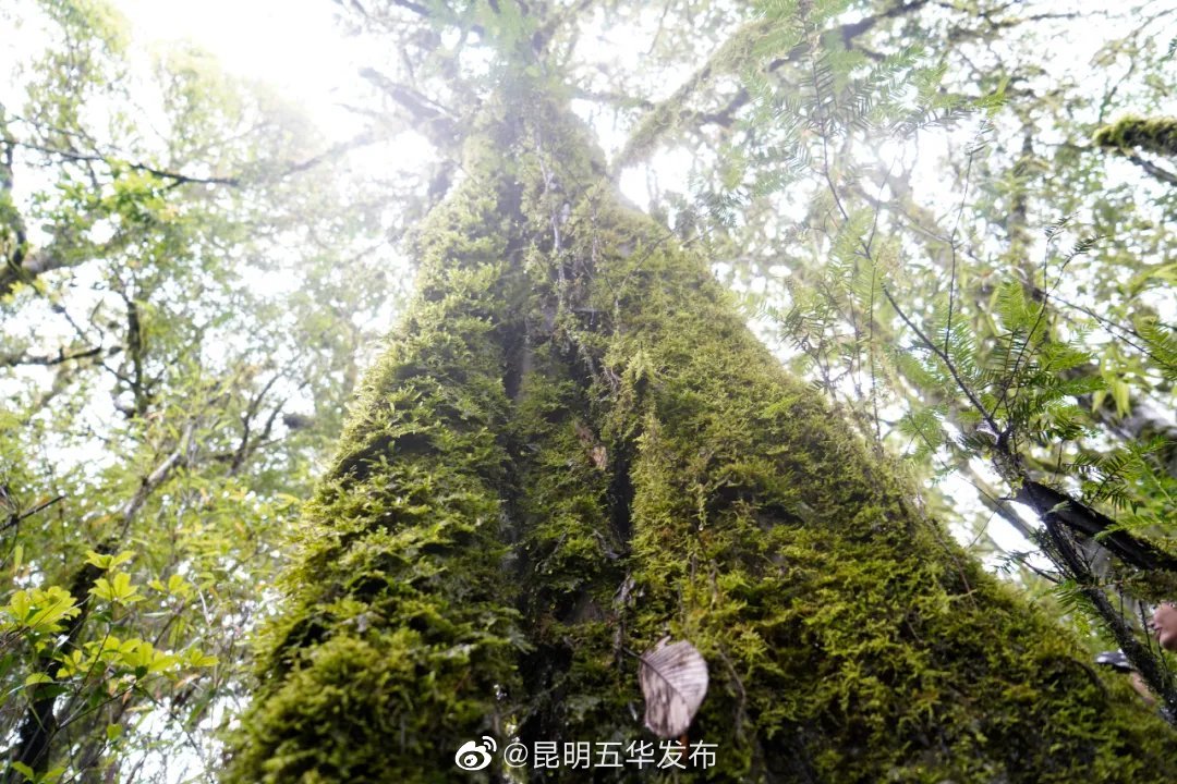 “昆明五华发布”微博