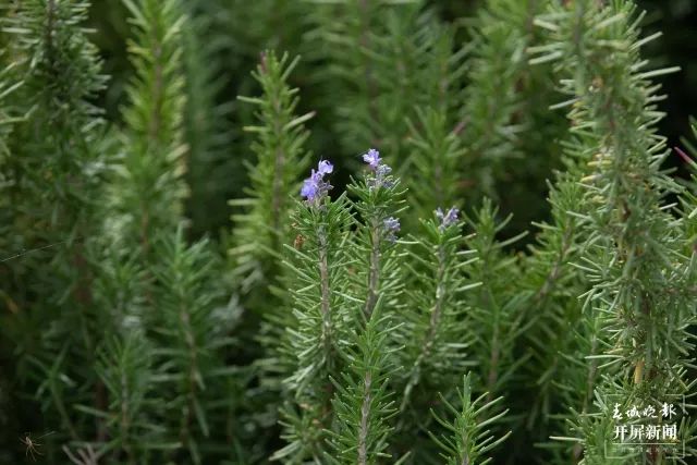 昆明发布(微信)