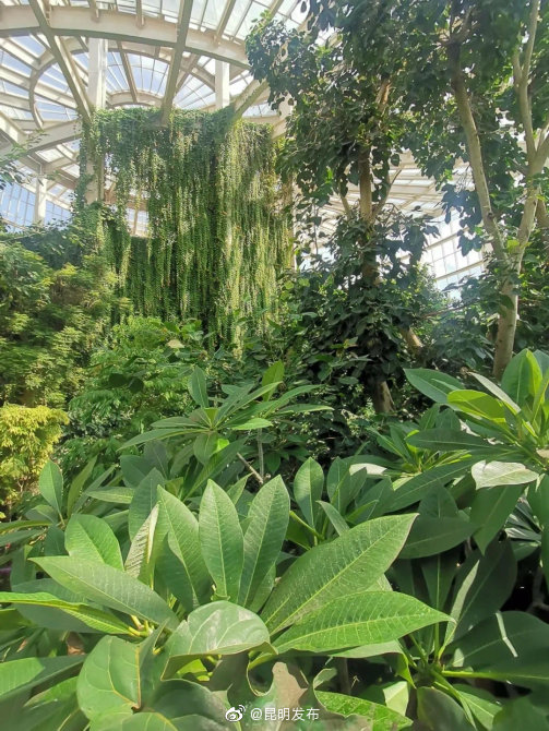 “昆明发布”微博