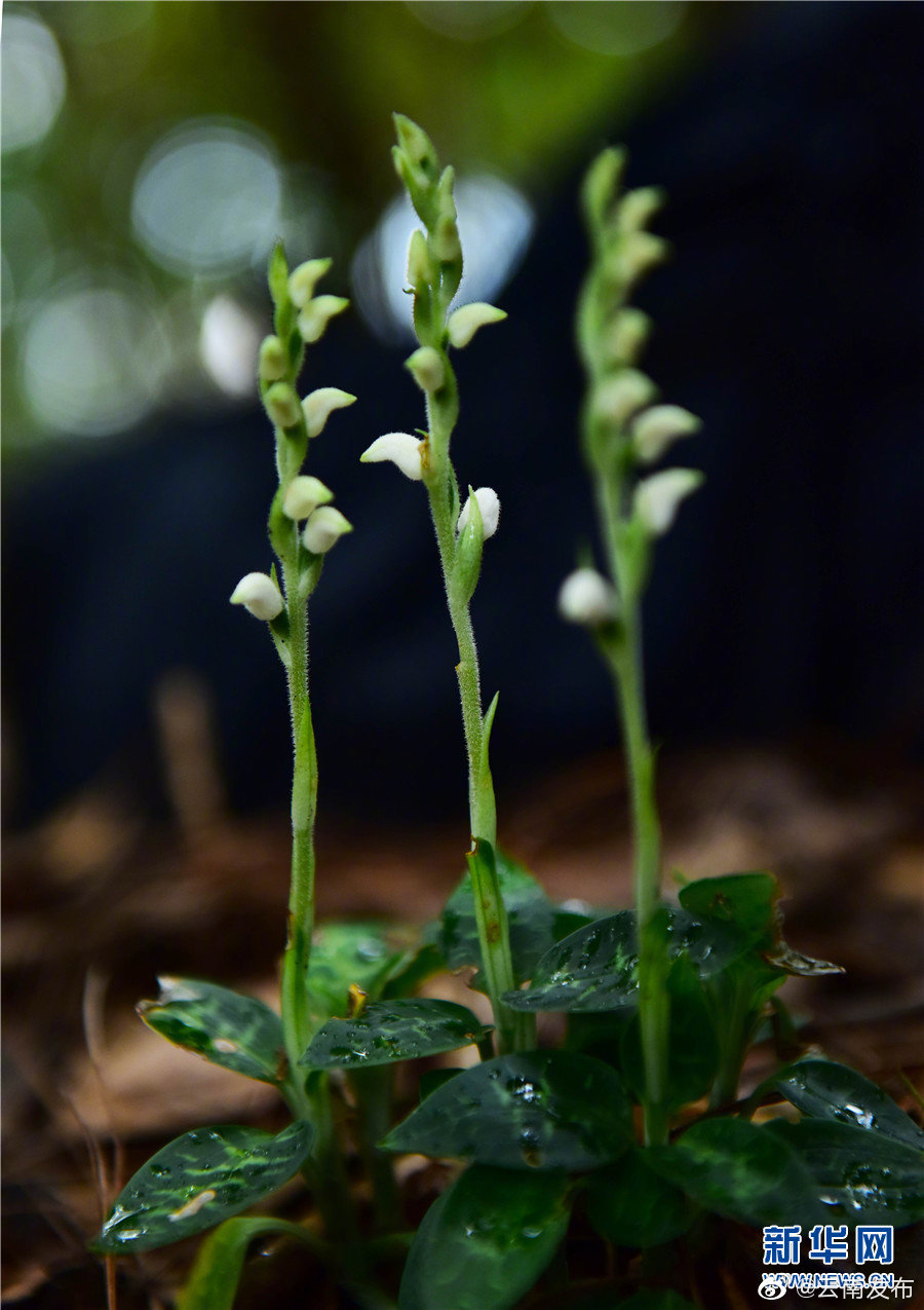 “云南发布”微博