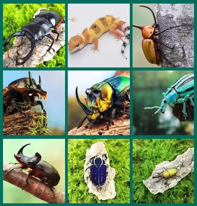 春城晚报(微信)