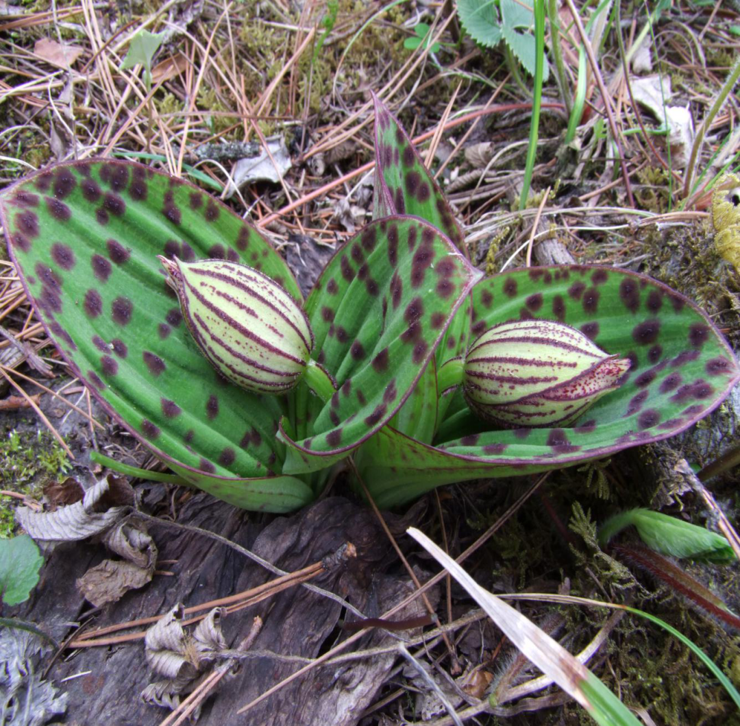 云南政法(微信)