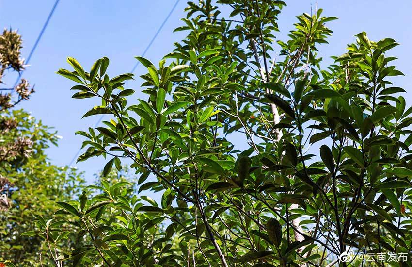 “云南发布”微博