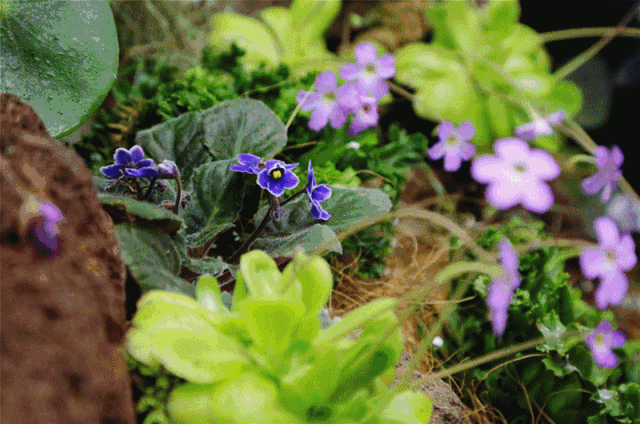 春城晚报(微信)