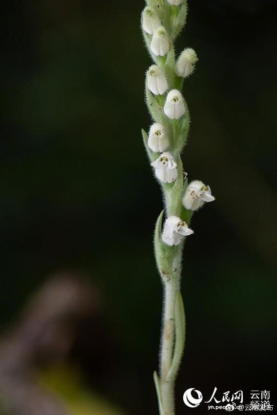 “云南发布”微博