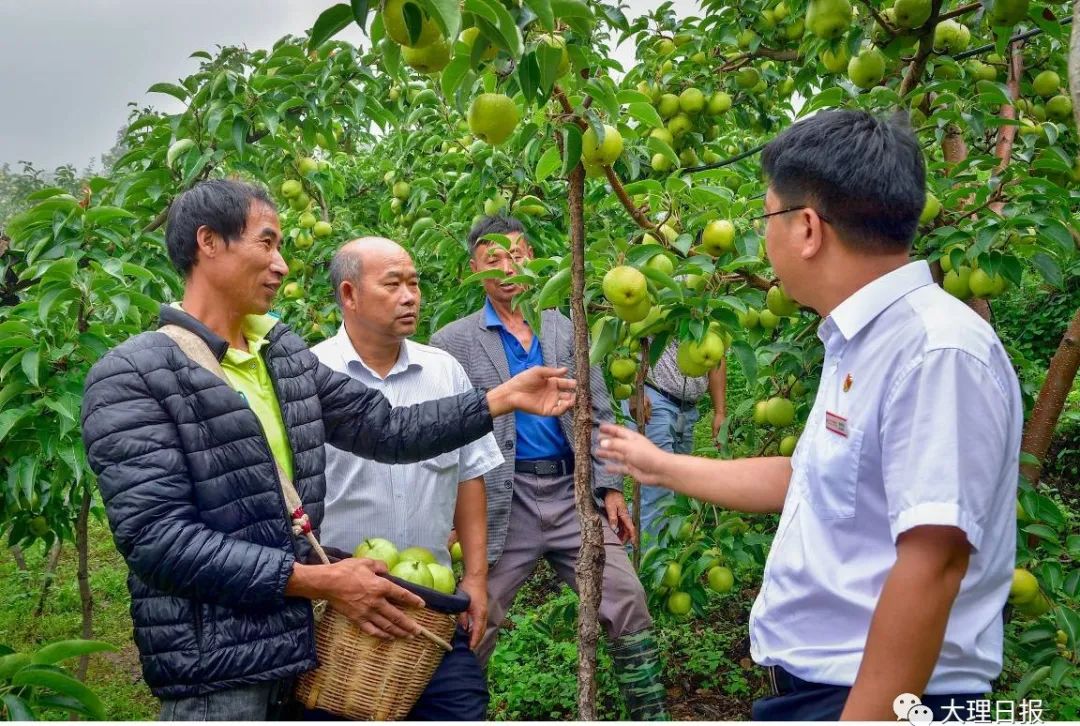大理日报(微信)