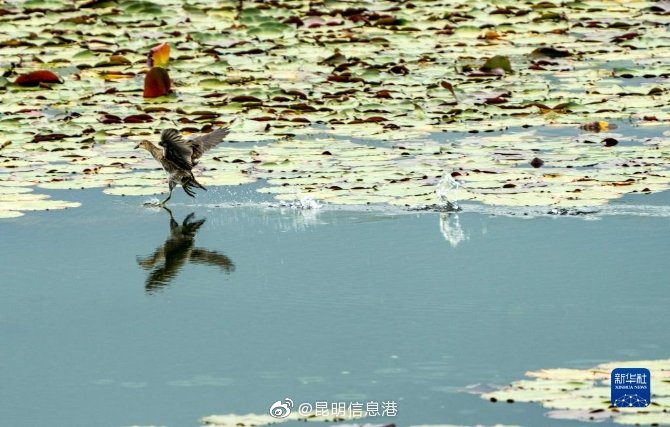 昆明信息港微博