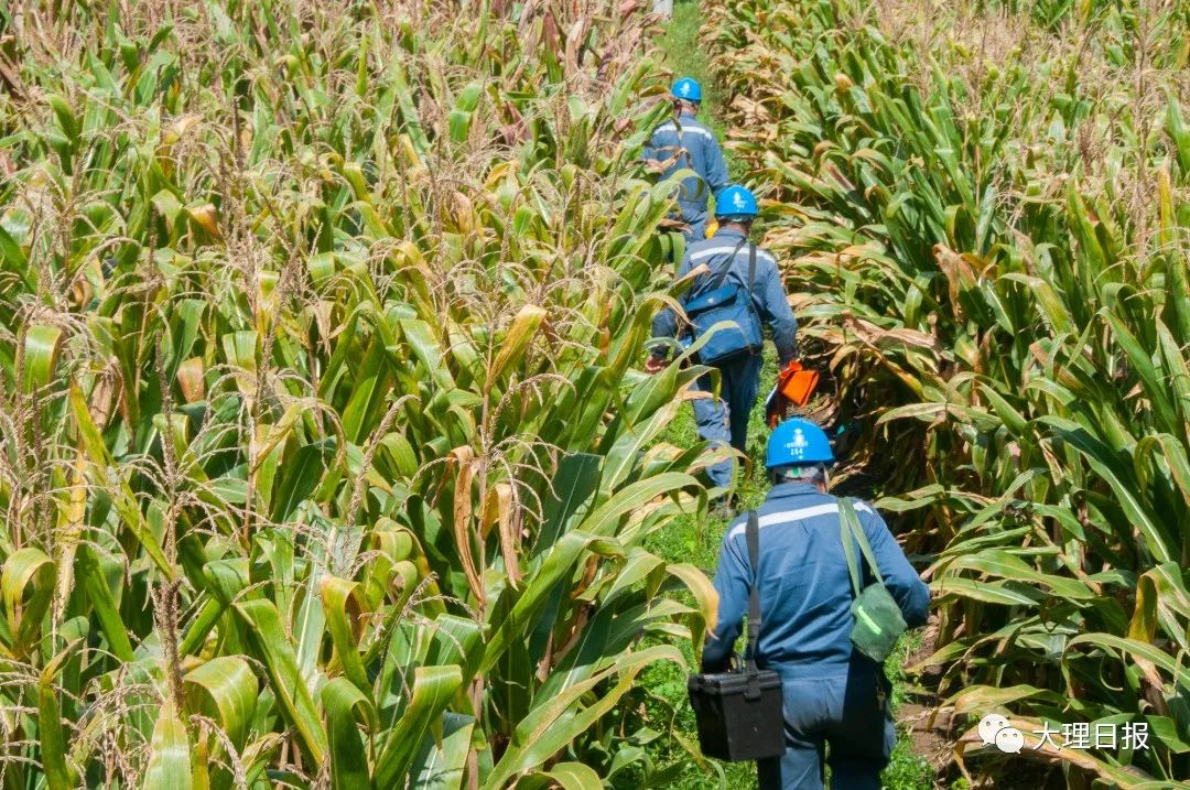 大理日报(微信)