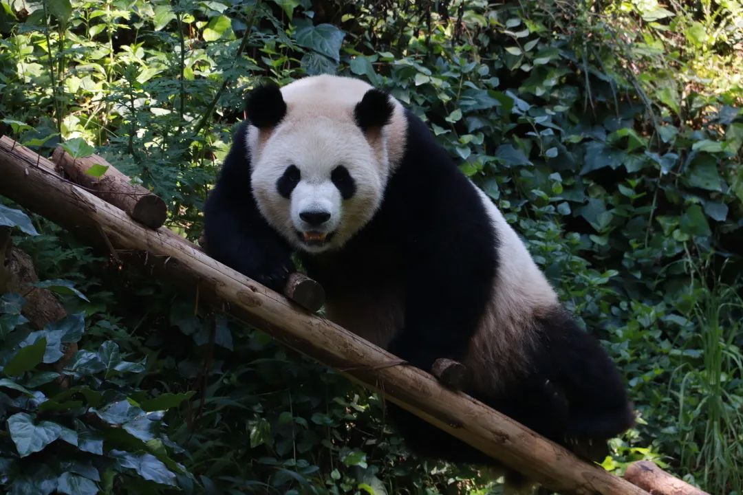 云南野生动物园(微信)