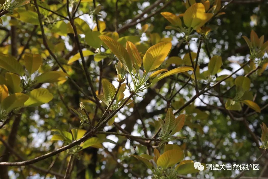 盘龙共青团(微信)