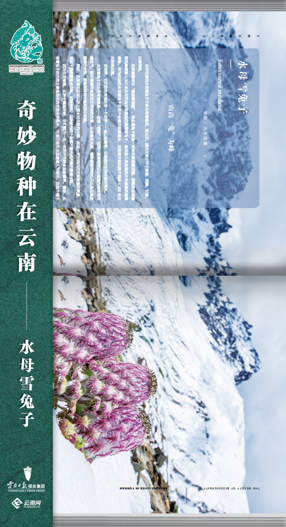 云南法制报(微信)