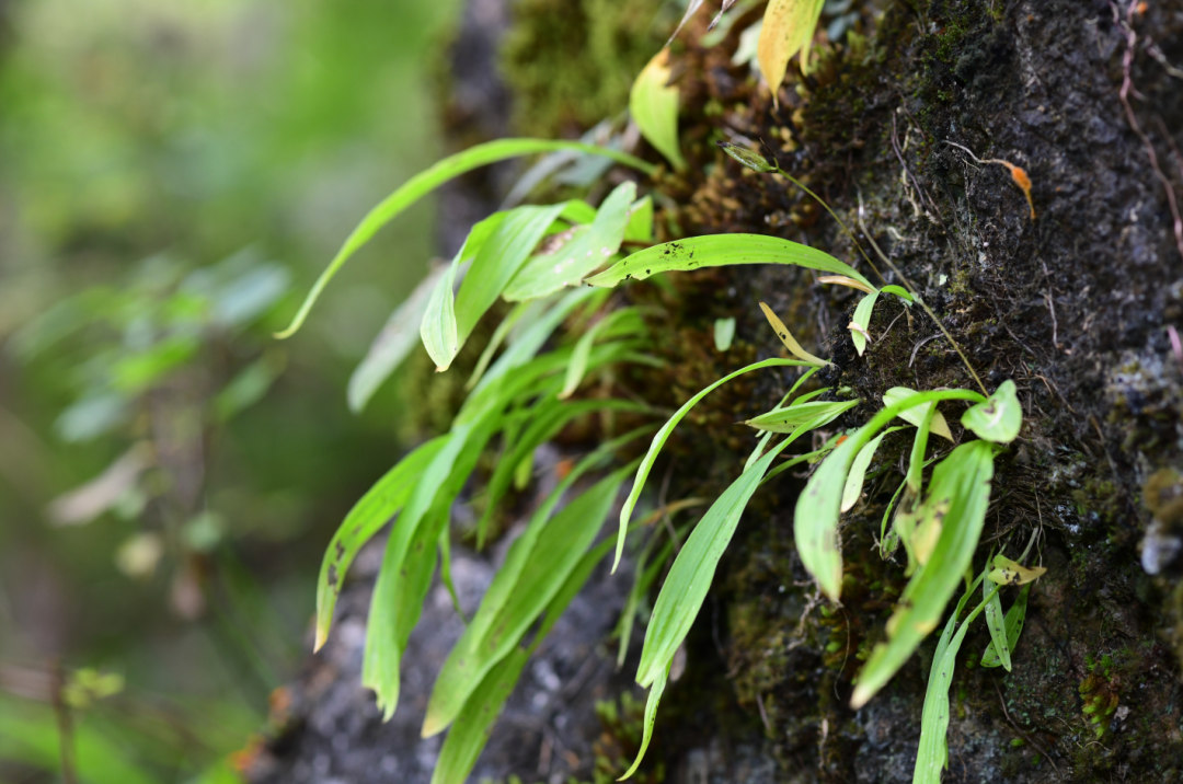 春城晚报(微信)