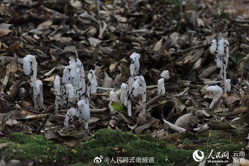 昆明信息港(微信)