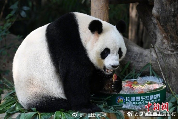 大熊猫小种群面临灭绝风险