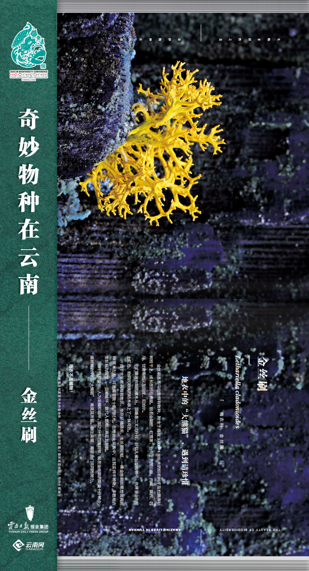 云南法制报(微信)