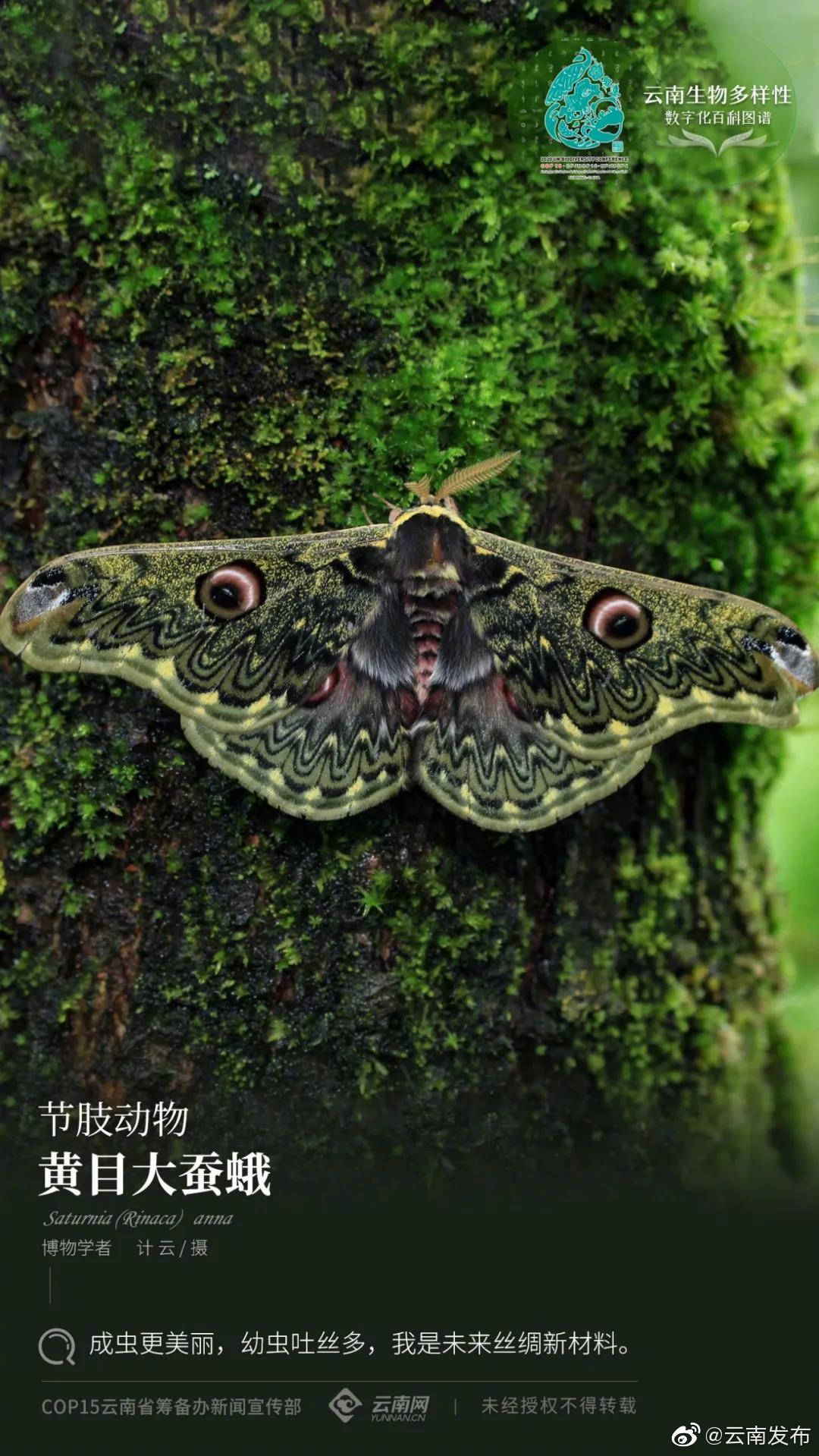 云南生物多样性数字化百科图谱 | 黄目大蚕蛾：成虫更美丽，幼虫吐丝多，我是未来丝绸新材料
