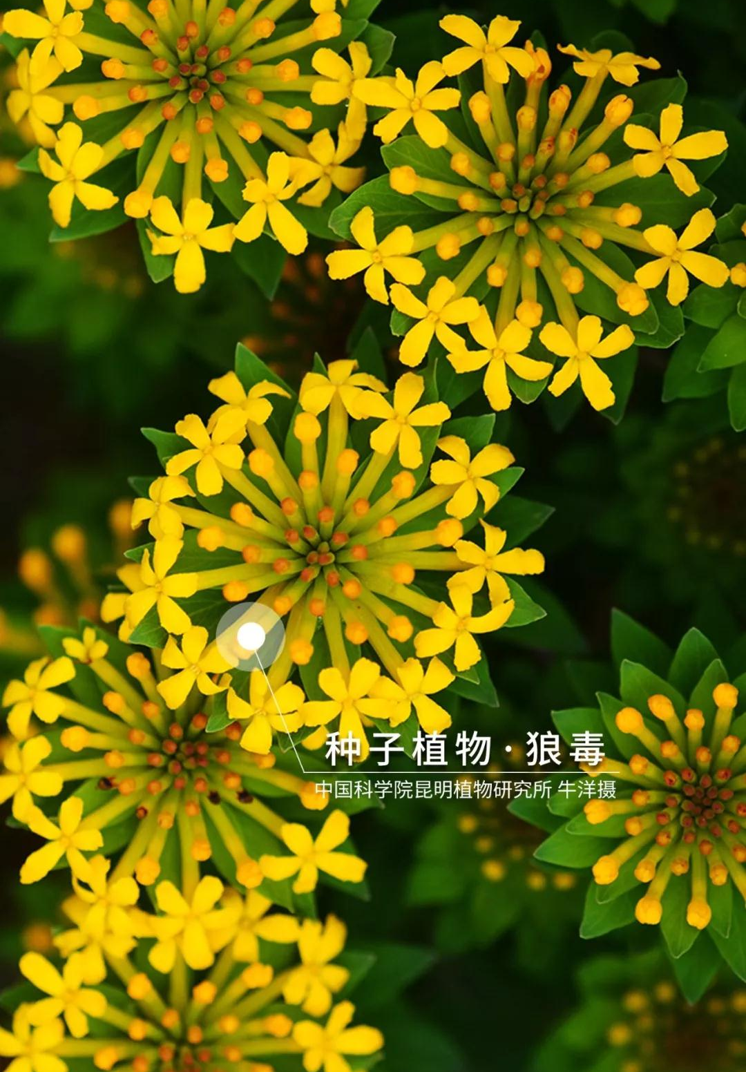 盘龙共青团(微信)