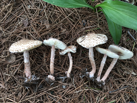 云南疾控(微信)