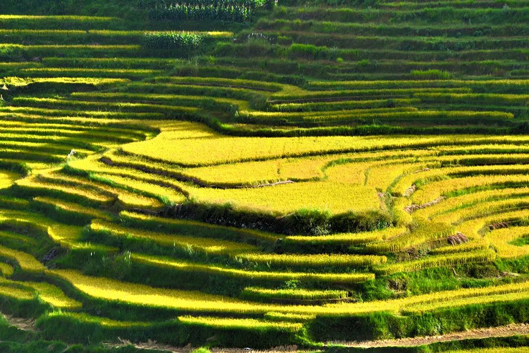 保山新闻网(微信)