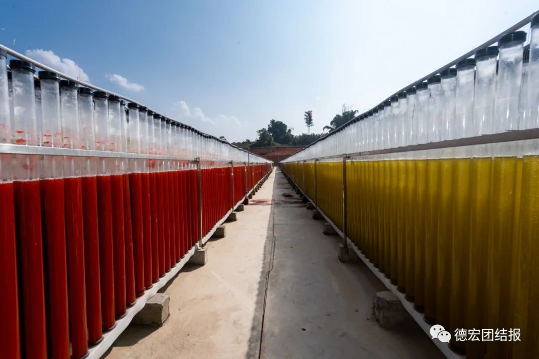 德宏团结报(微信)