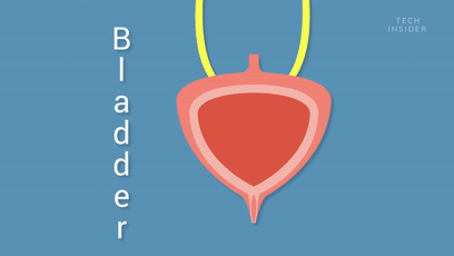 为什么有人“一喝水就想尿尿”？