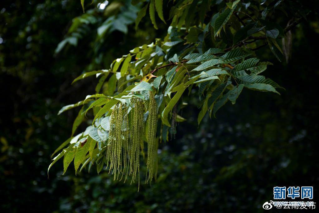 “云南发布”微博