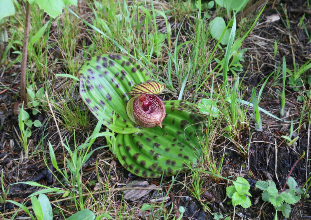 云南政法(微信)