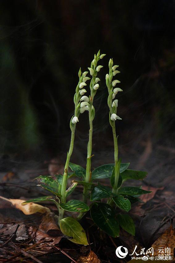 “云南发布”微博