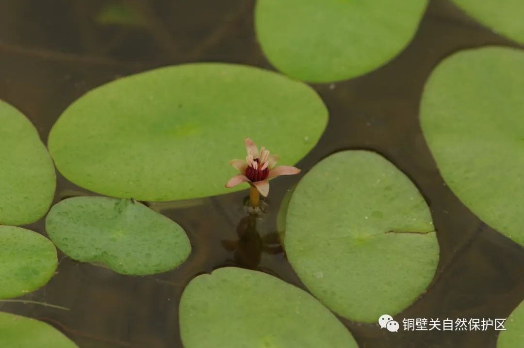盘龙共青团(微信)