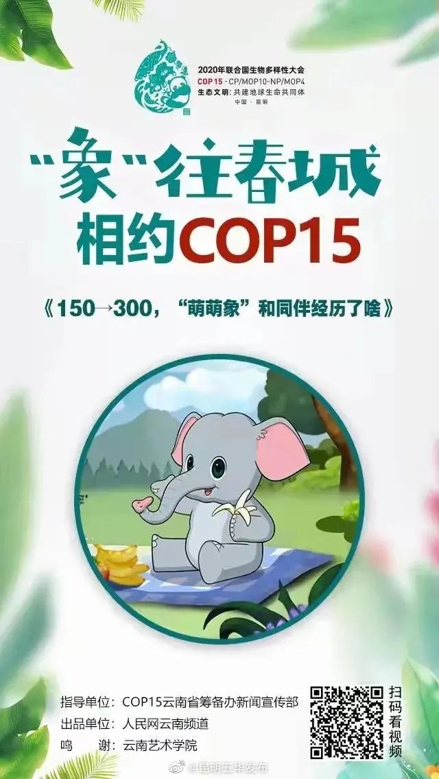 150→300，“萌萌象”和同伴经历了啥