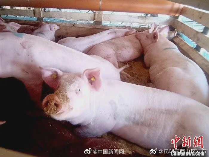 农业农村部：能繁母猪正常保有量稳定在4100万头左右