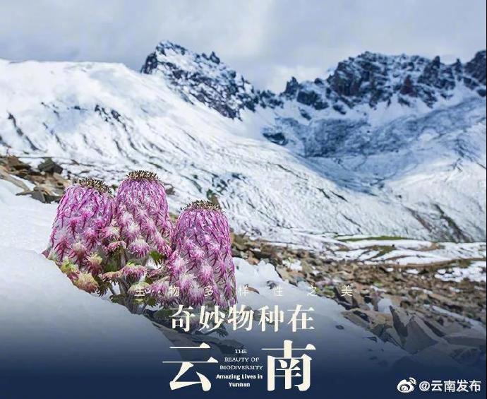 “云南发布”微博