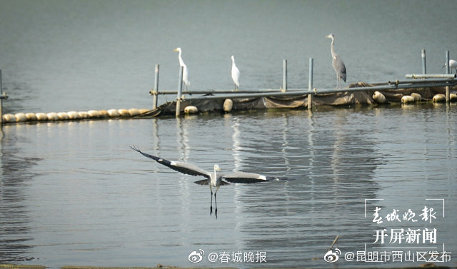 “昆明市西山区发布”微博