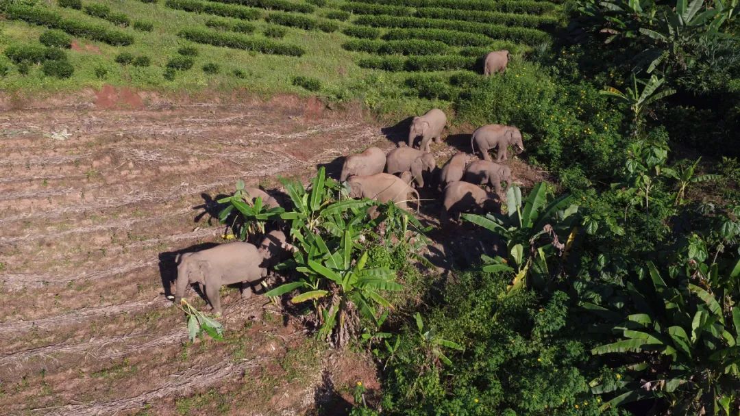 普洱日报(微信)