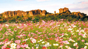 昆明这片波斯菊花海开了
