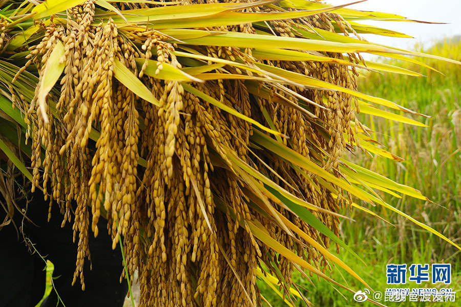 “昆明官渡发布”微博