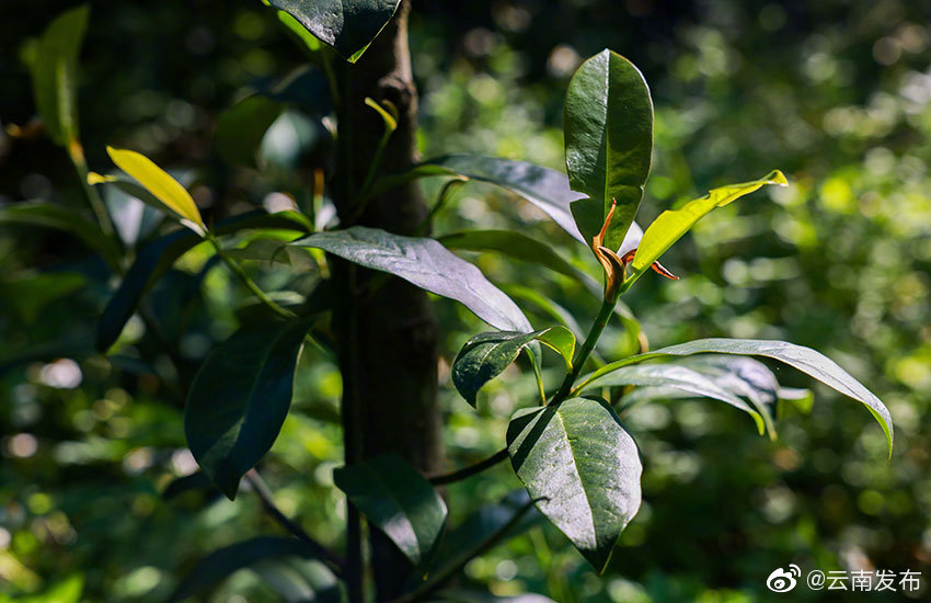 “云南发布”微博