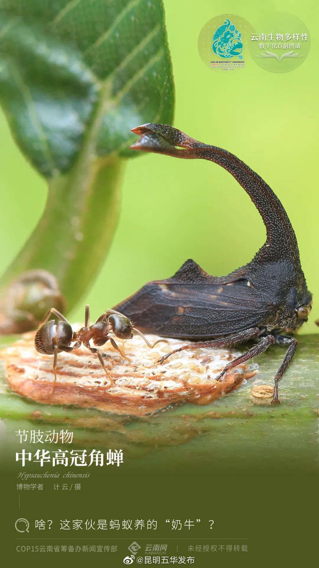 中华高冠角蝉：啥？这家伙是蚂蚁养的“奶牛”？