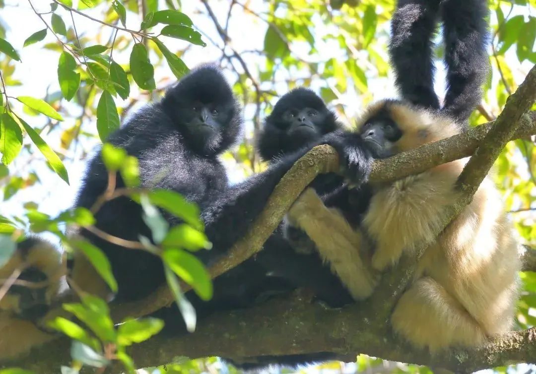 普洱日报(微信)