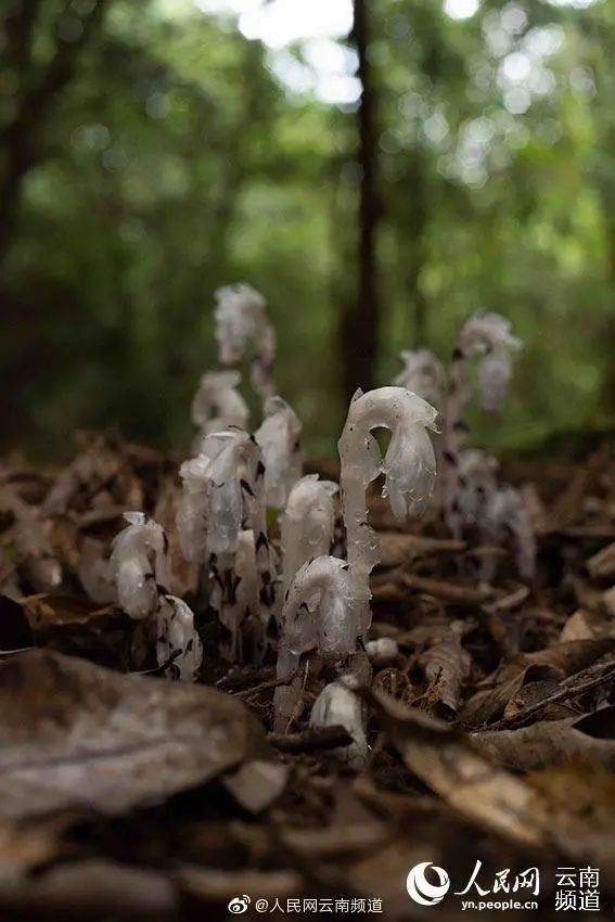 昆明信息港(微信)