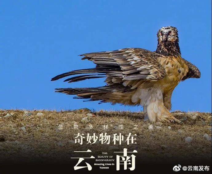 “云南发布”微博
