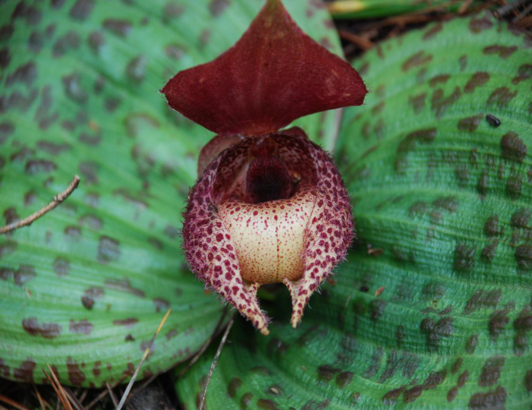 云南政法(微信)