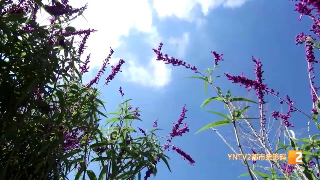 昆明信息港(微信)