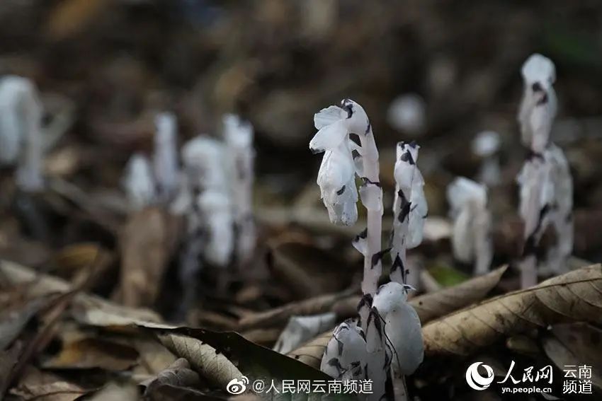 昆明信息港(微信)