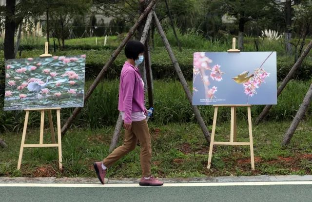 春城晚报(微信)