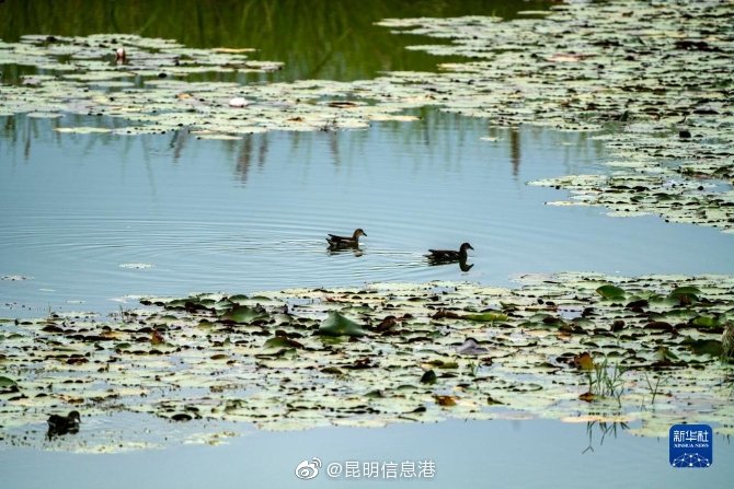 昆明信息港微博