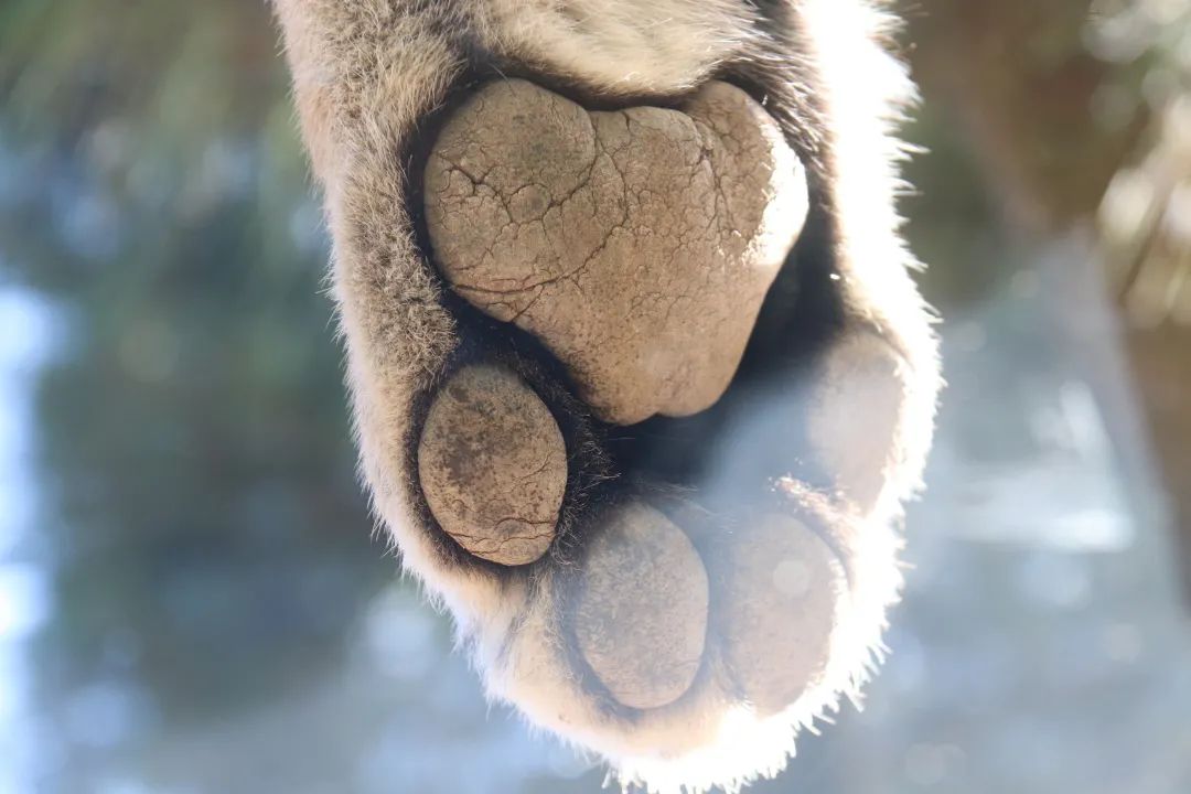 云南野生动物园(微信)