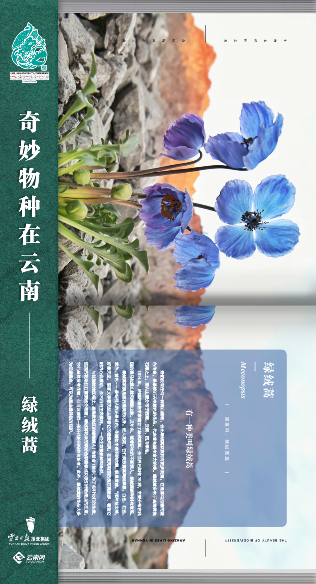 云南法制报(微信)