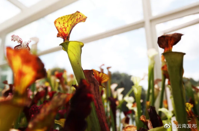 “云南发布”微博