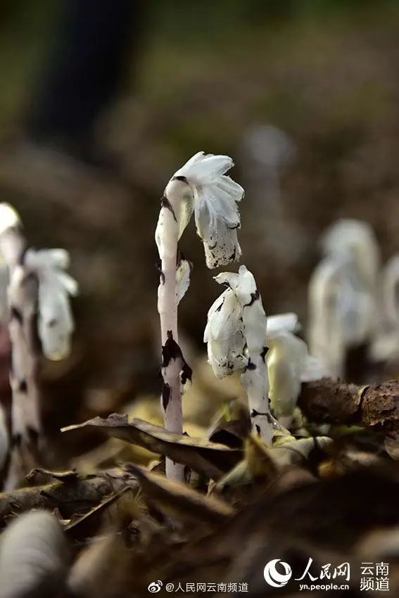 昆明信息港(微信)